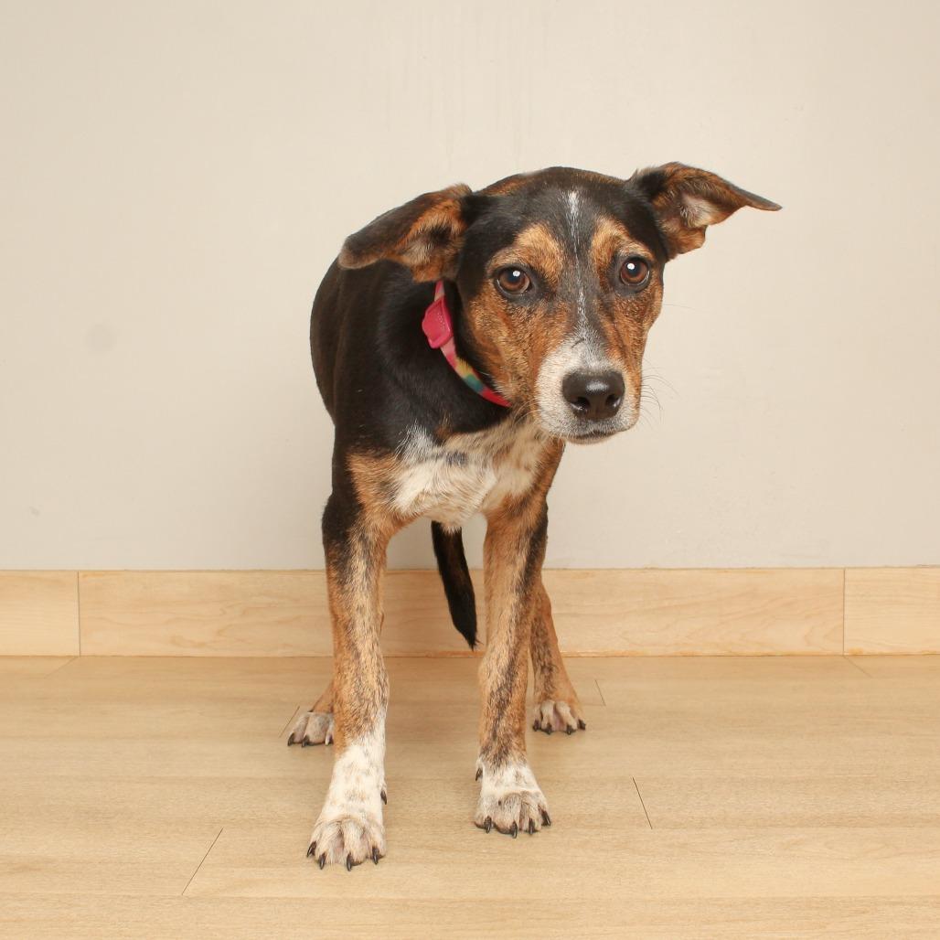 Enlarge Yola D71497, a Adoptable mixed breed in Minnetonka, MN image 2/3