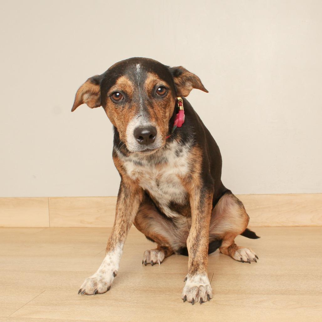 Enlarge Yola D71497, a Adoptable mixed breed in Minnetonka, MN image 3/3