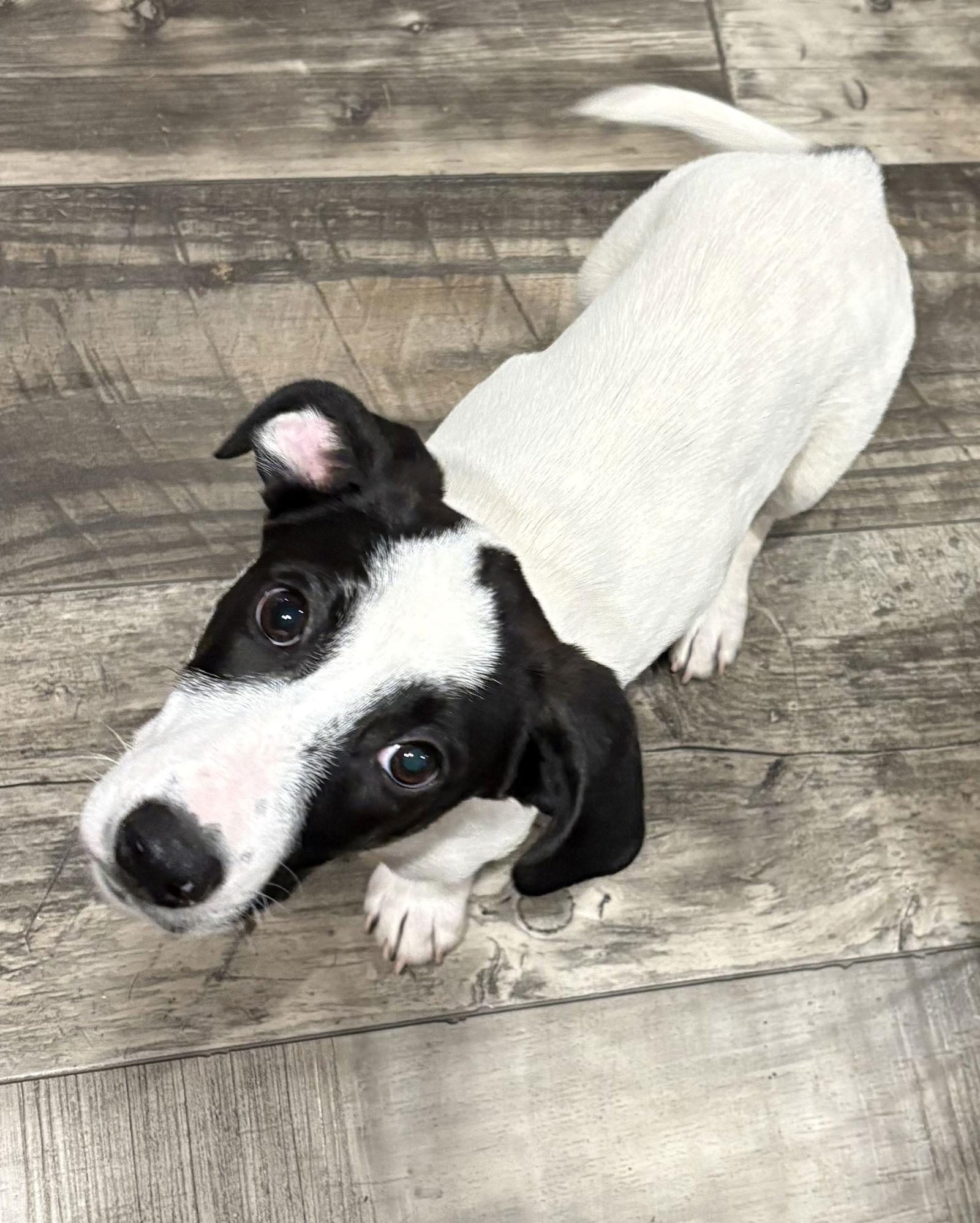 Blizzard, Adoptable, Puppy Male Mixed Breed.