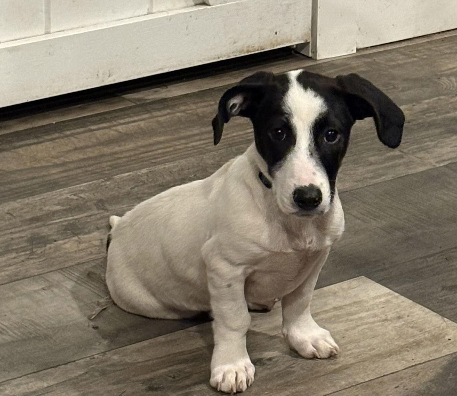 Enlarge Blizzard, a Adoptable Mixed Breed in Mount Pleasant, SC image 2/3