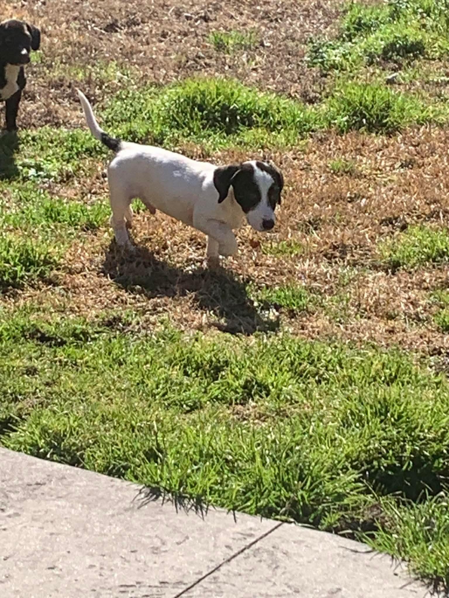Enlarge Blizzard, a Adoptable Mixed Breed in Mount Pleasant, SC image 3/3