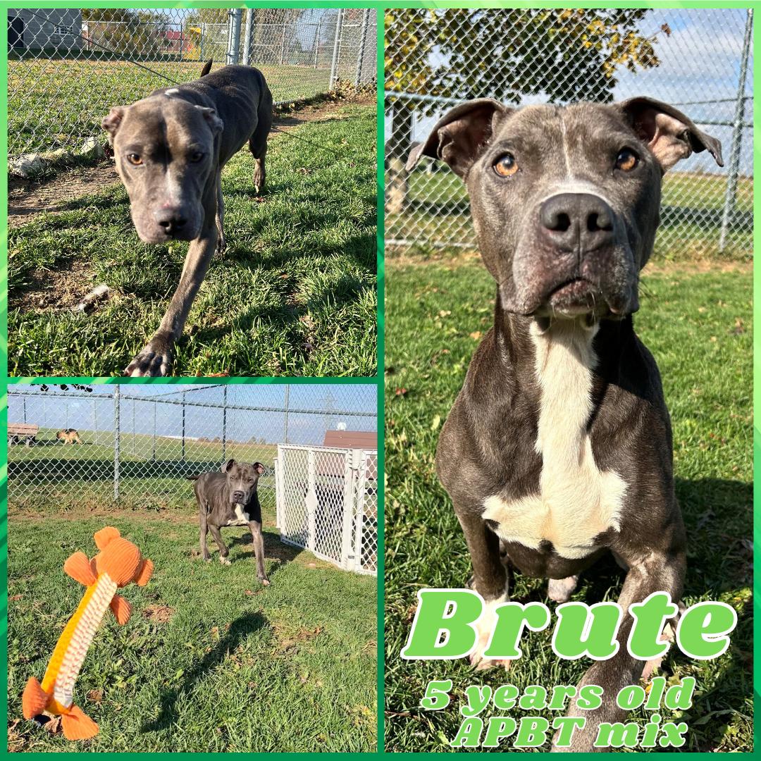 Enlarge Brute, a Adoptable Pit Bull Terrier in Franklin, IN image 1/1