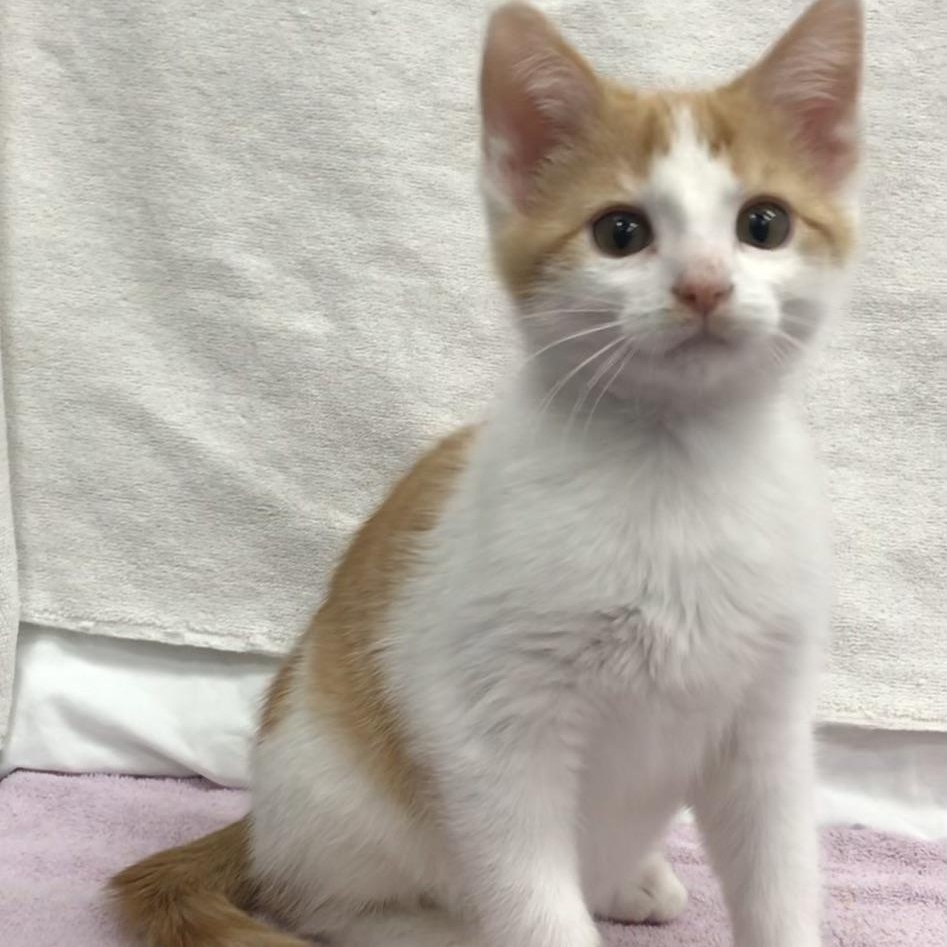 Zeus — thumbnail 2