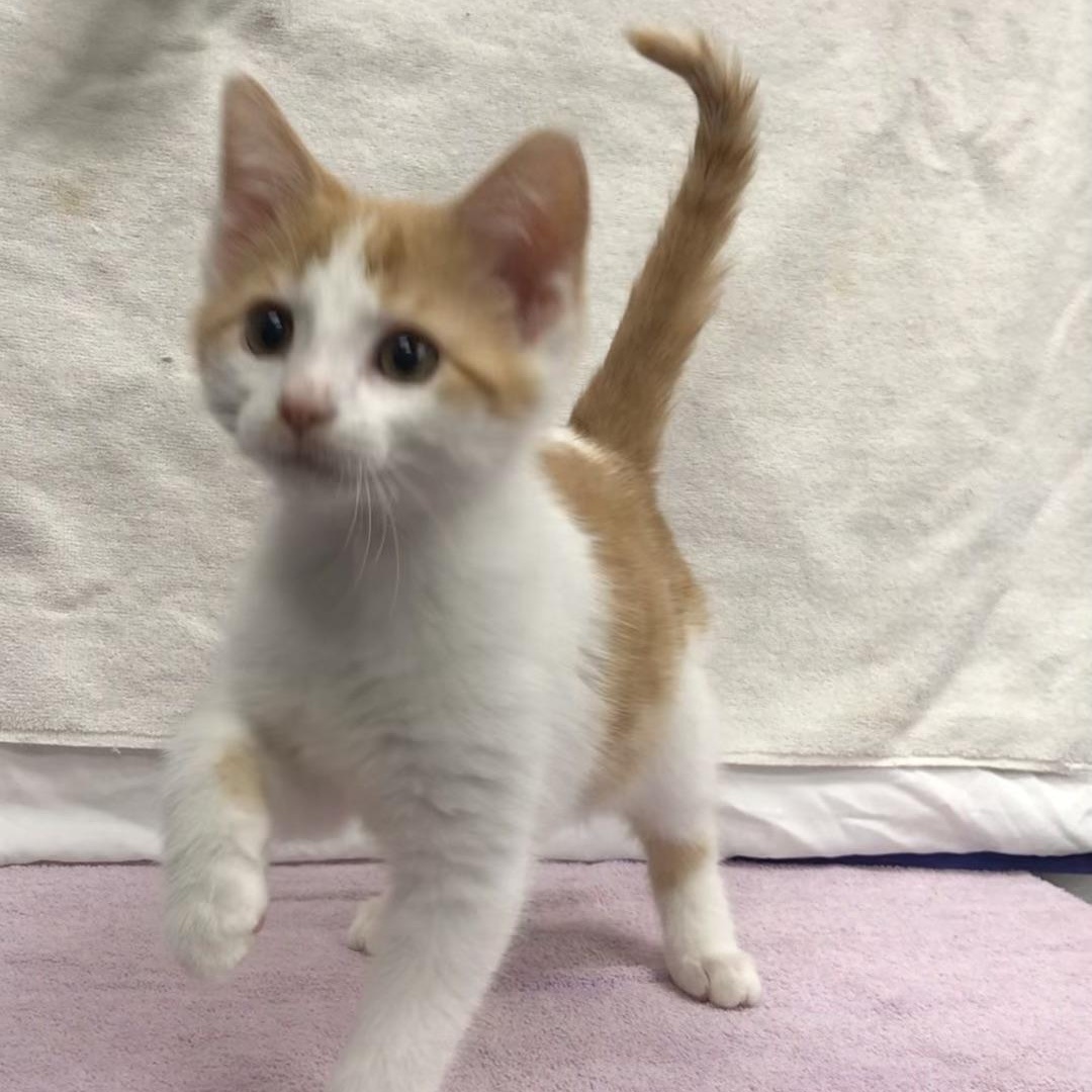 Zeus — thumbnail 3