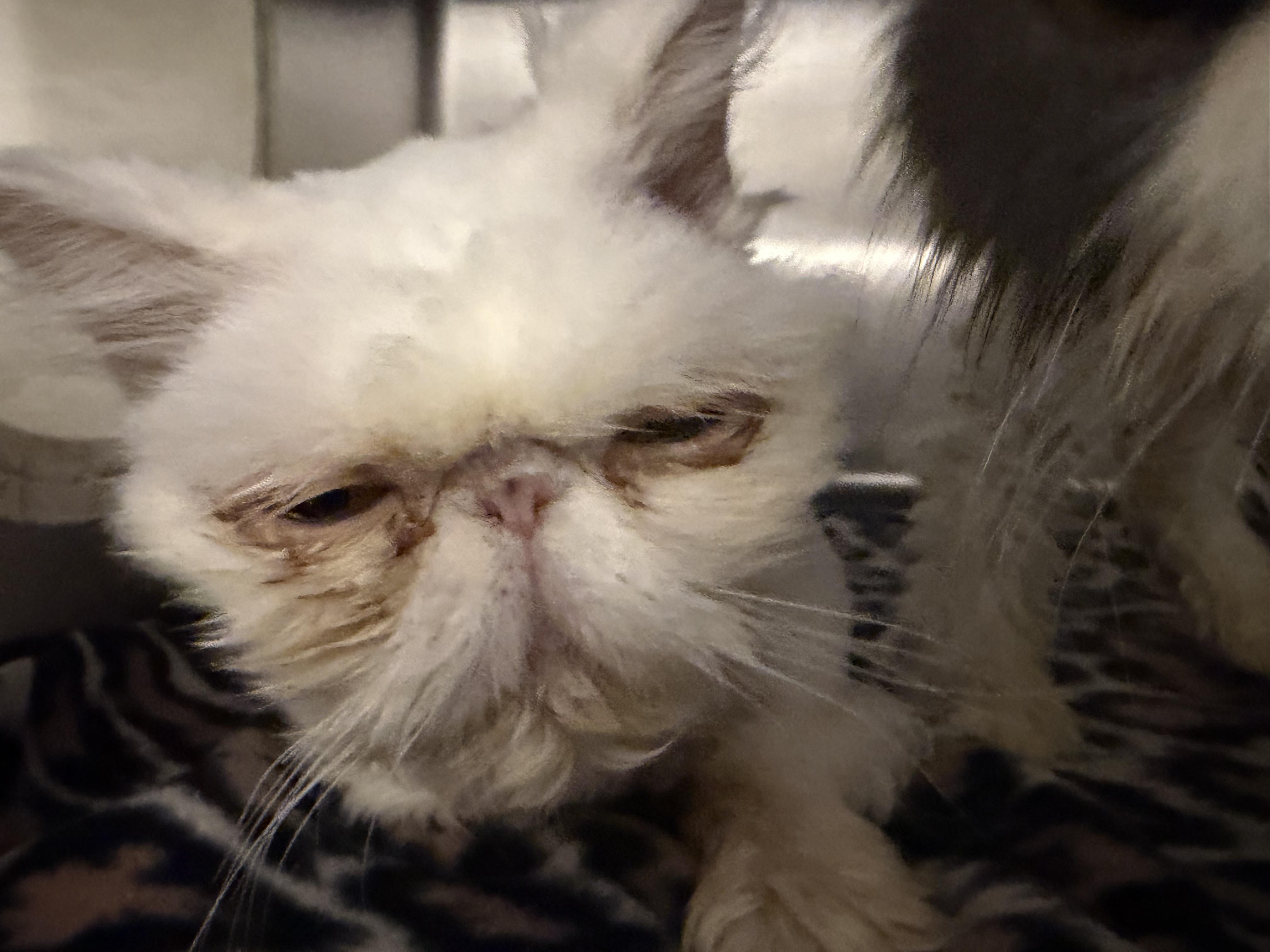 Enlarge Vivian and Maude, a Adopted Persian in Log Lane Village, CO image 3/5