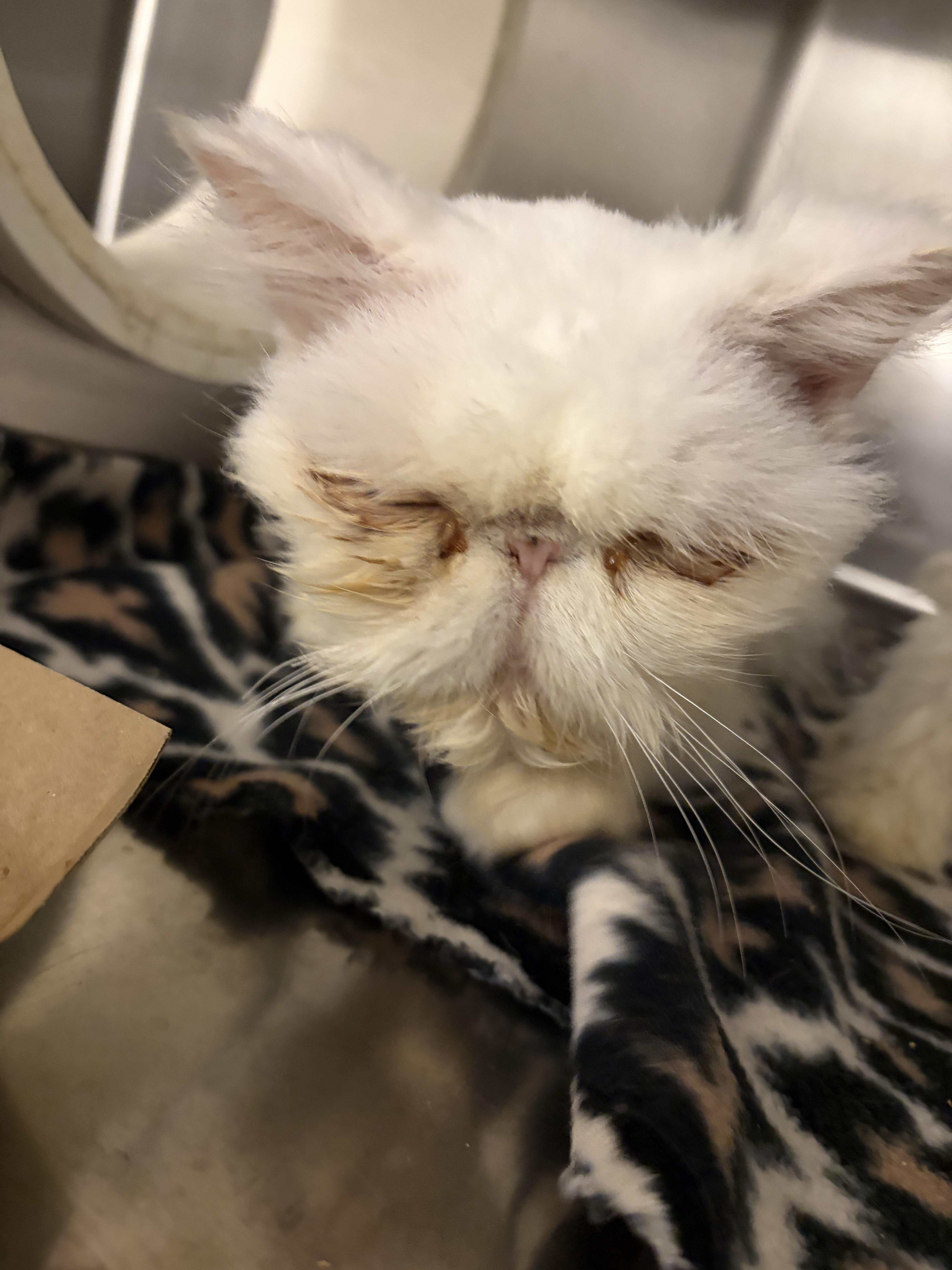 Enlarge Vivian and Maude, a Adopted Persian in Log Lane Village, CO image 4/5