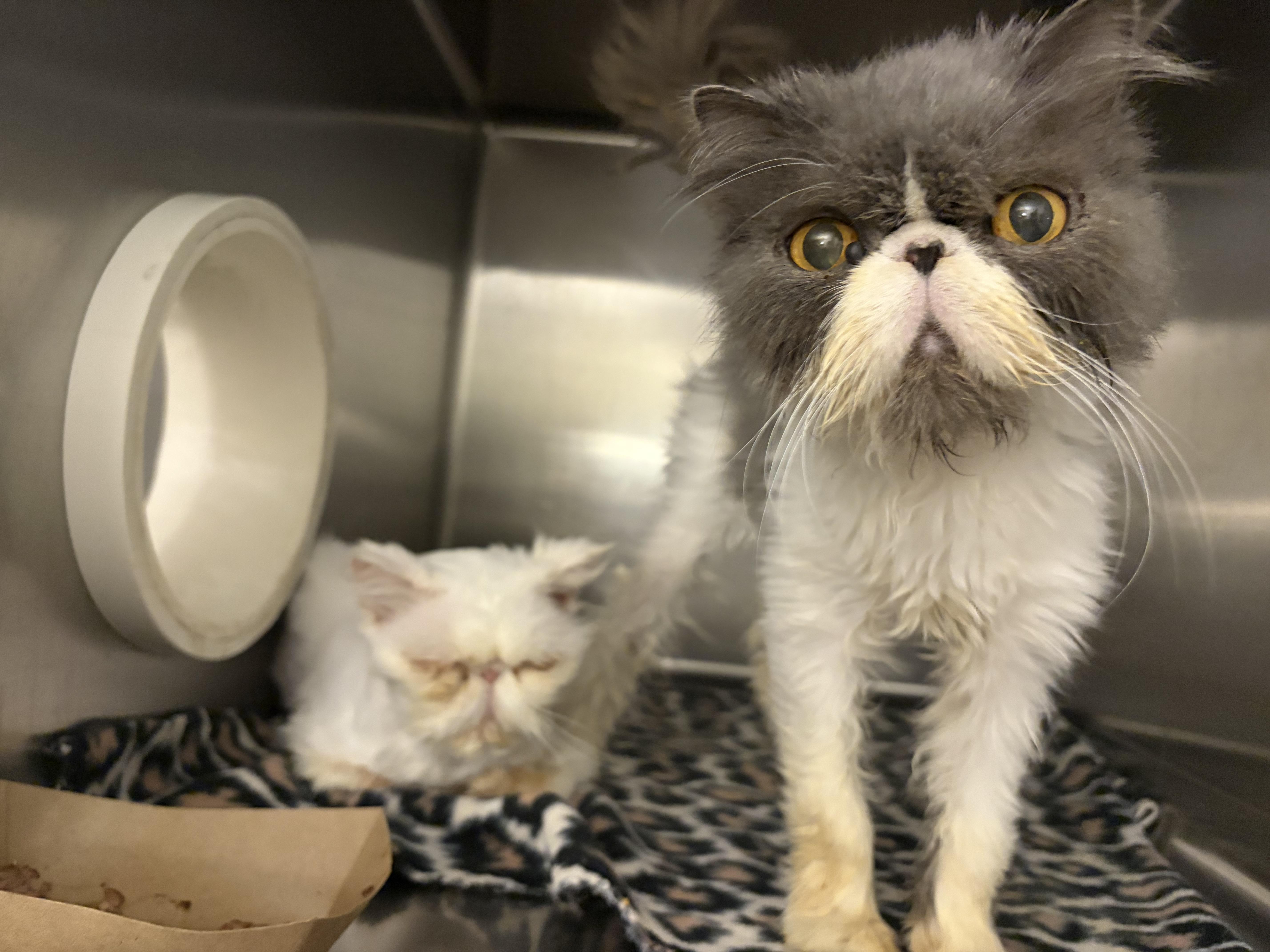 Vivian and Maude, Adoptable, Senior Female Persian.
