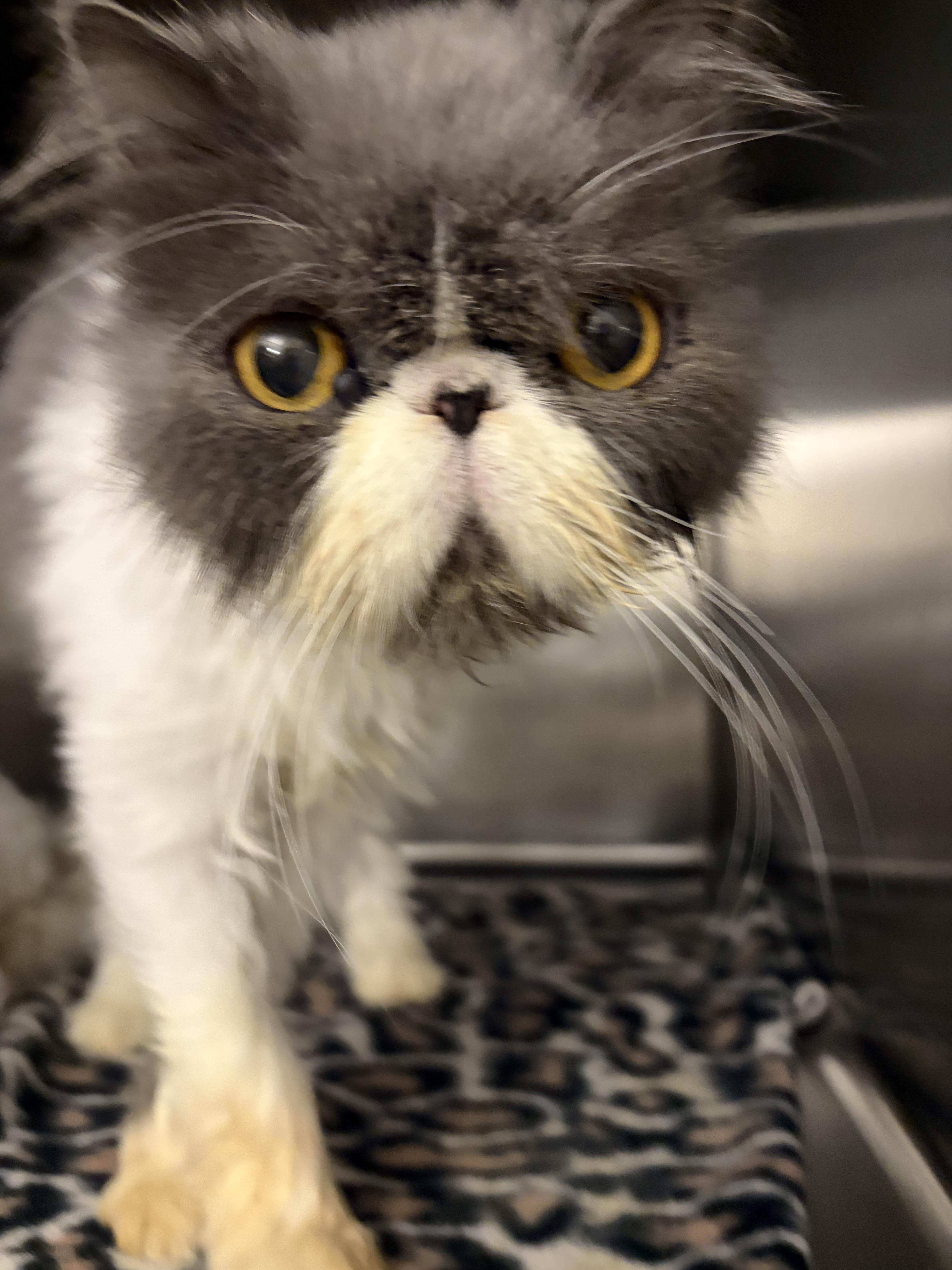 Enlarge Vivian and Maude, a Adopted Persian in Log Lane Village, CO image 2/5