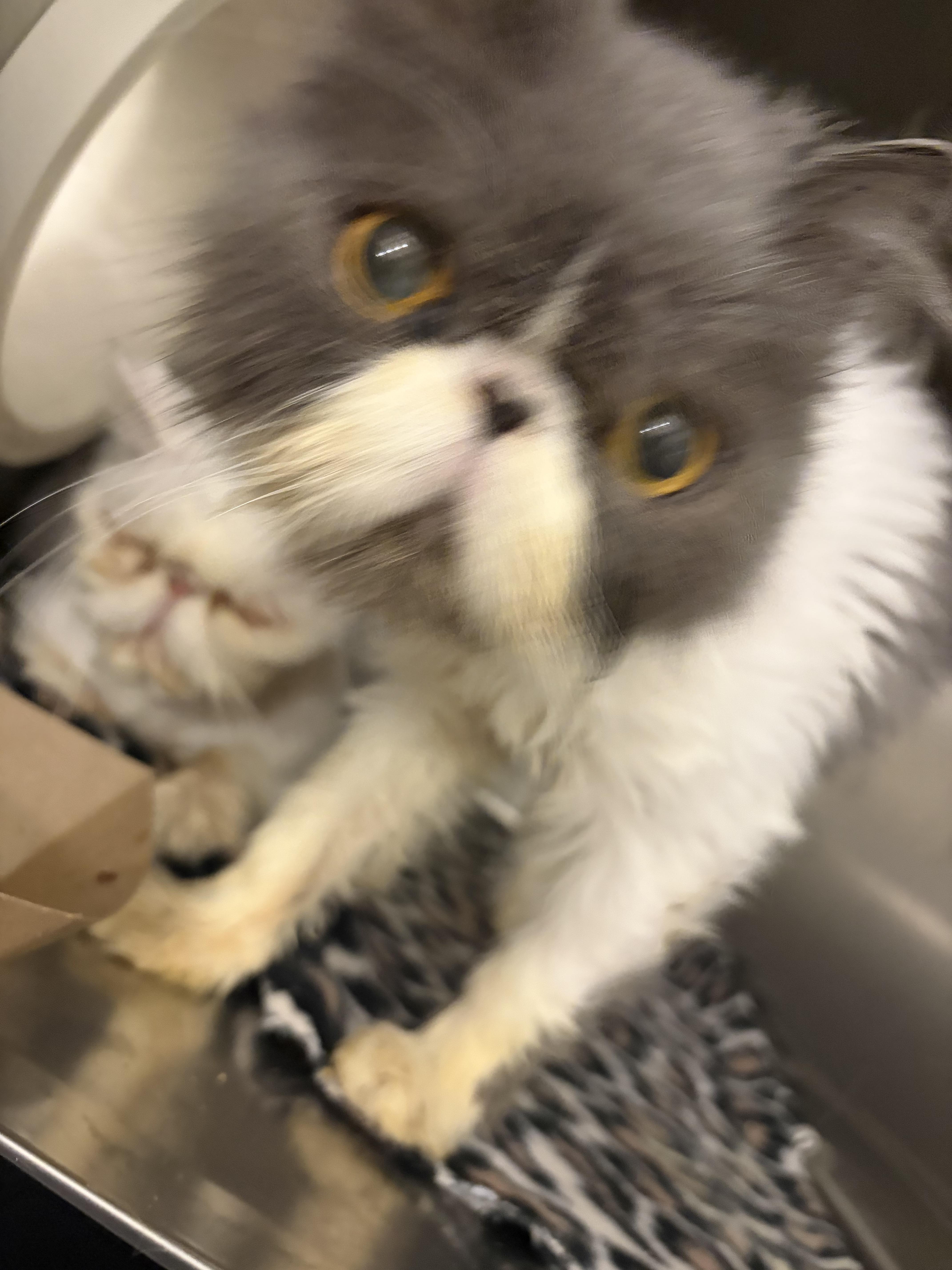 Enlarge Vivian and Maude, a Adopted Persian in Log Lane Village, CO image 5/5