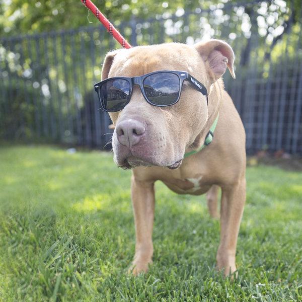 Enlarge Praline, a Adoptable mixed breed in Dublin, CA image 1/1