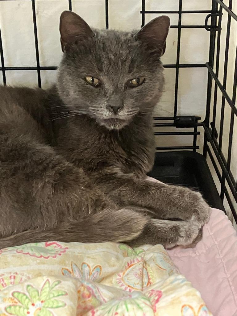 Silvia, Adoptable, Young Female Domestic Short Hair.