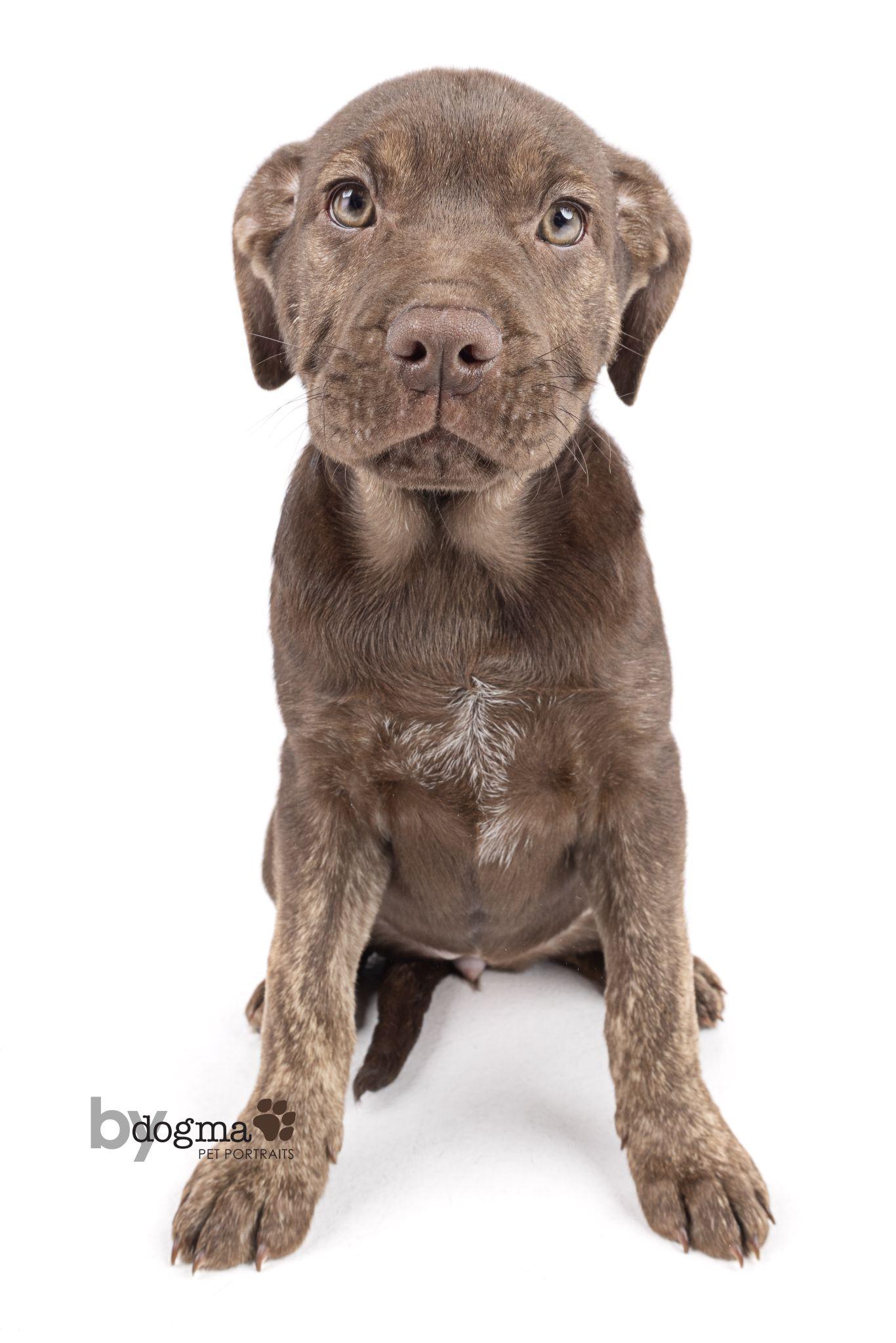 Enlarge Cinder, a Adoptable mixed breed in McMinnville, OR image 1/1