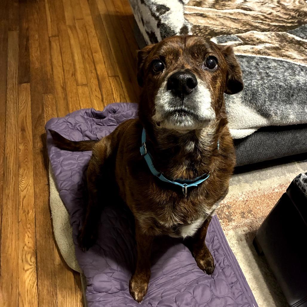 Bear, Adoptable, Senior Male Rottweiler.