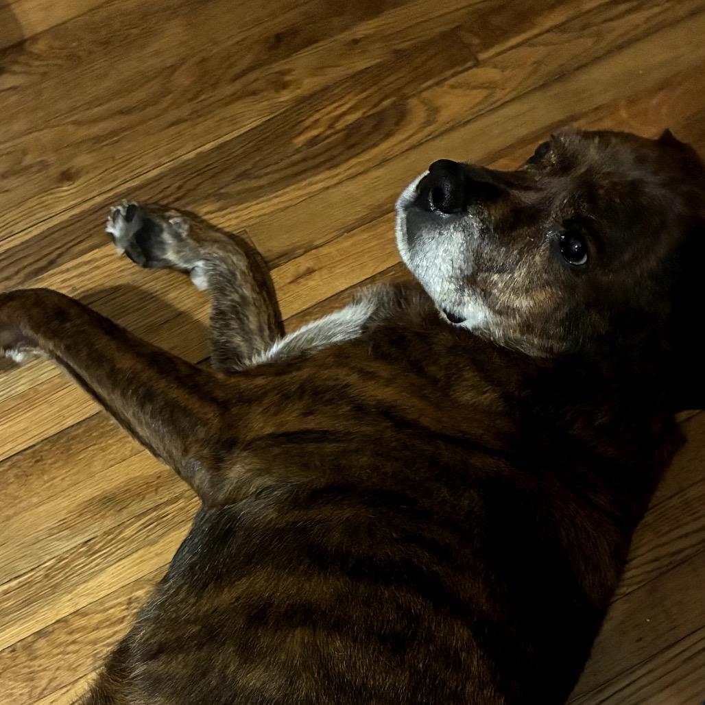 Enlarge Bear, a Adoptable mixed breed in Pittsford, VT image 2/4