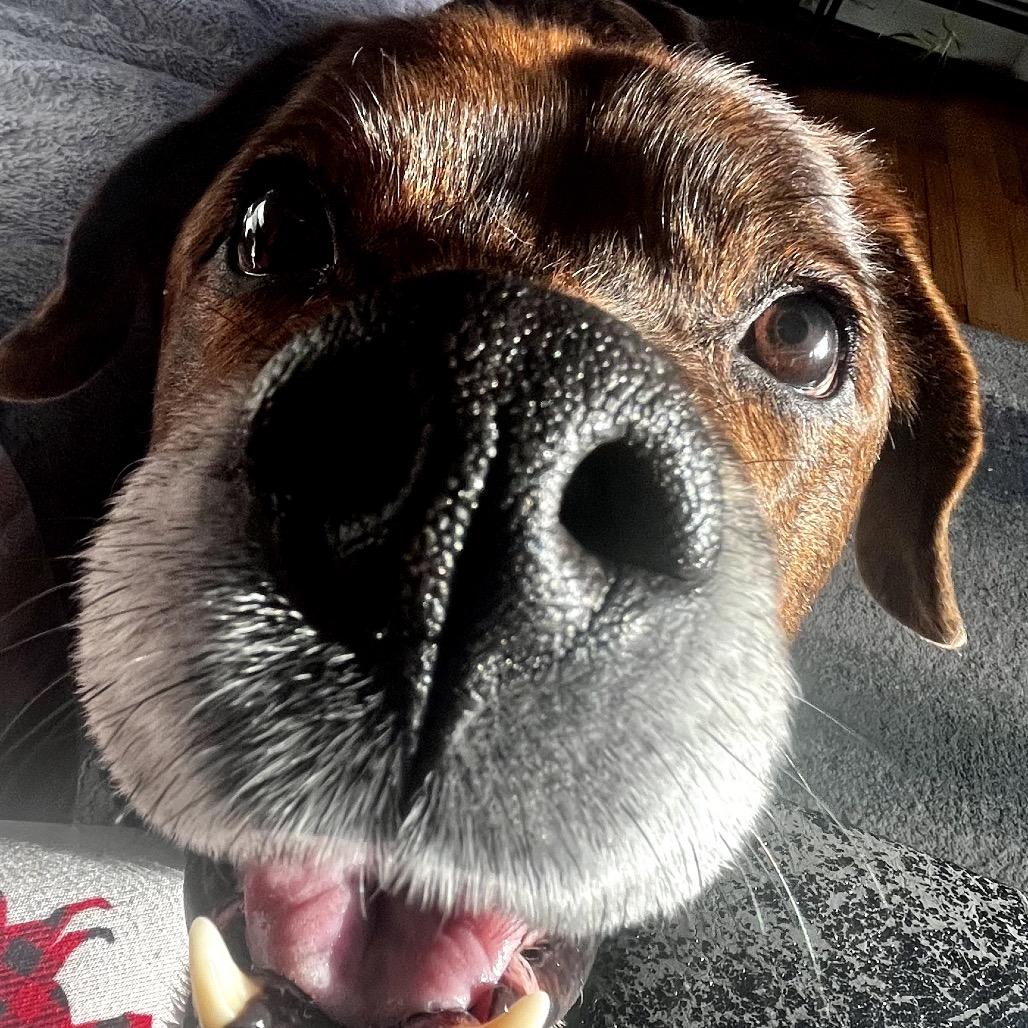 Bear, a Adoptable mixed breed in Pittsford, VT image 3/6