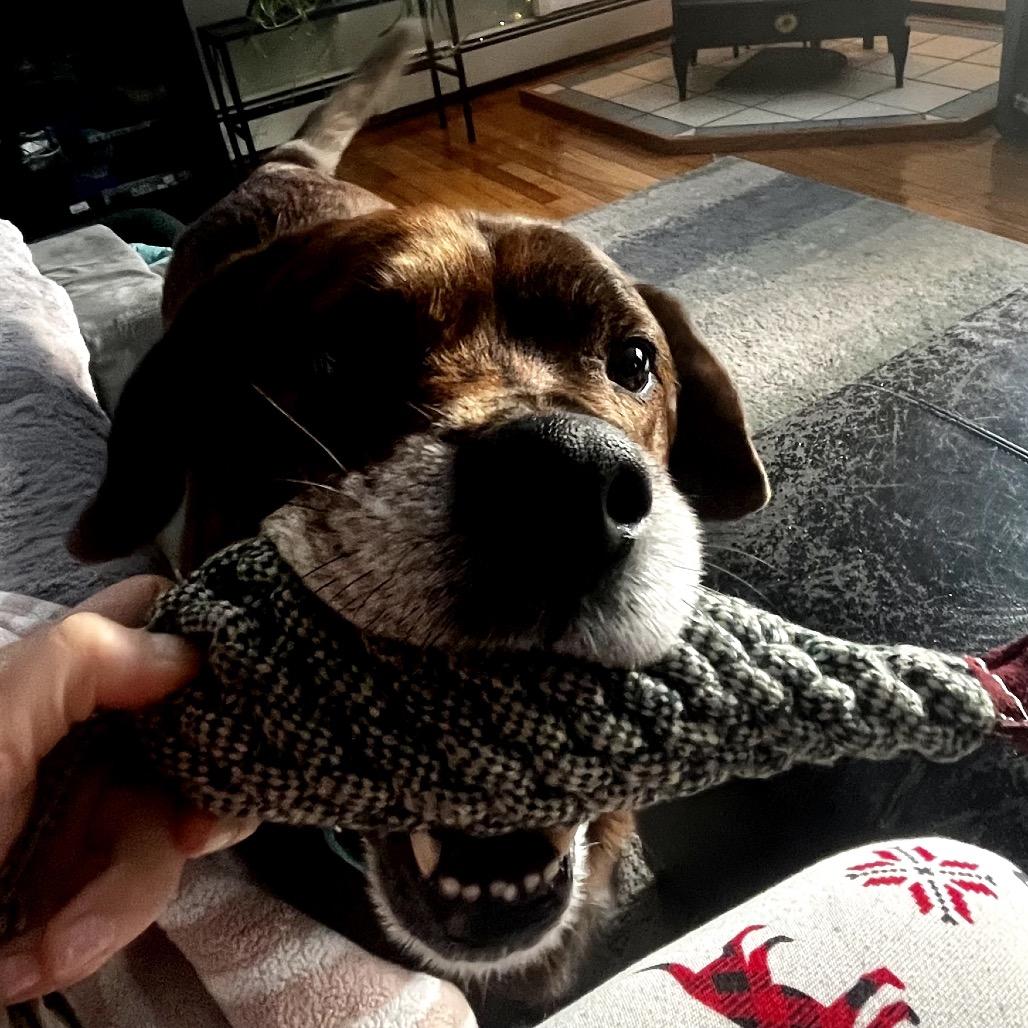 Bear, a Adoptable mixed breed in Pittsford, VT image 4/6