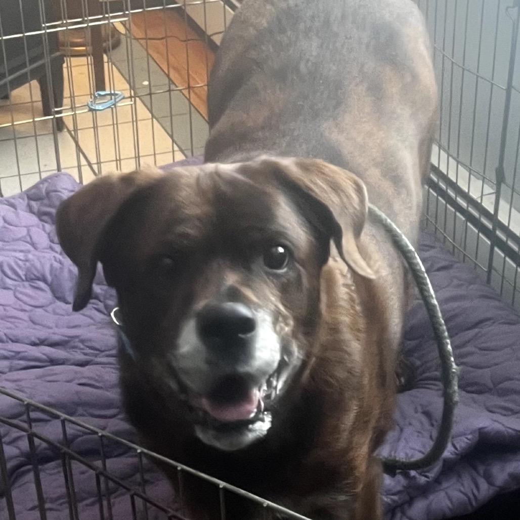 Enlarge Bear, a Adoptable mixed breed in Pittsford, VT image 3/4