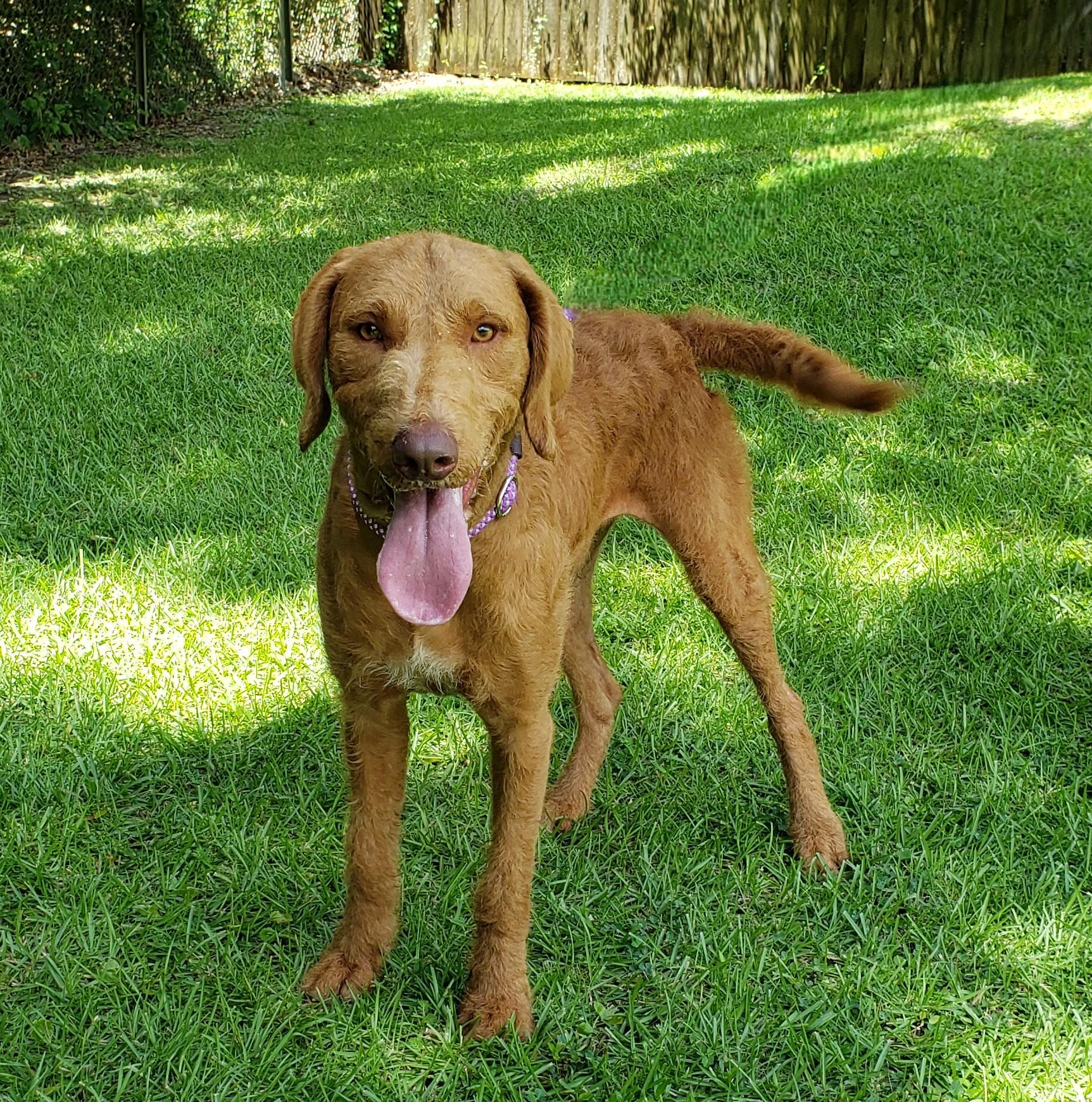 Vinny, an adoptable Golden Retriever, Goldendoodle in Slidell, LA, 70458 | Photo Image 3