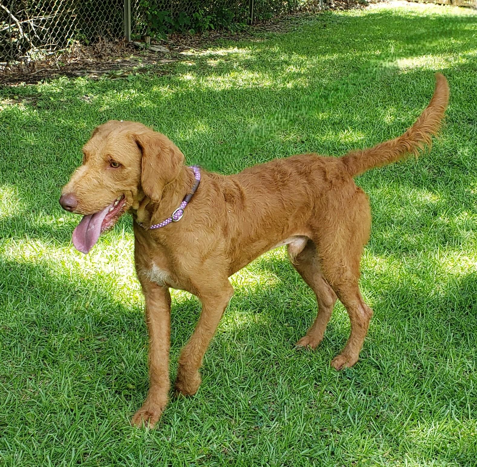 Vinny, an adoptable Golden Retriever, Goldendoodle in Slidell, LA, 70458 | Photo Image 2