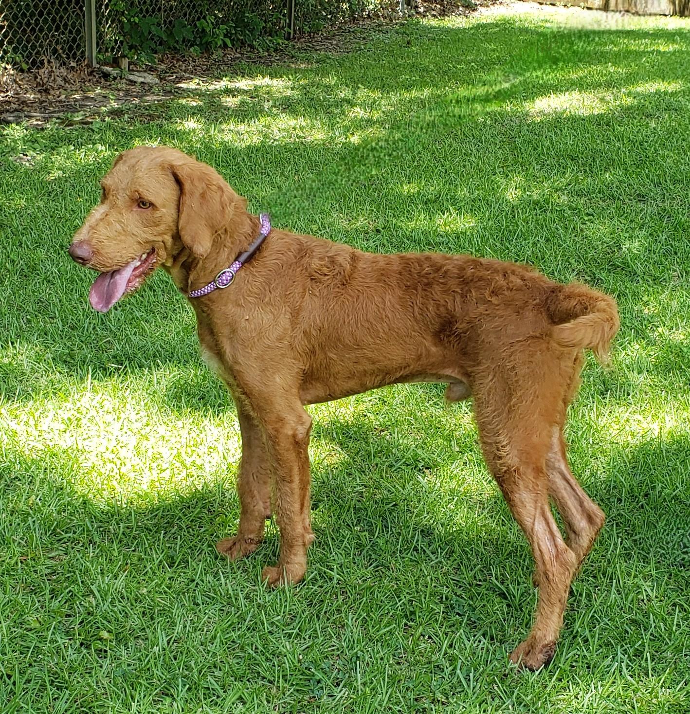 Vinny, an adoptable Golden Retriever, Goldendoodle in Slidell, LA, 70458 | Photo Image 1