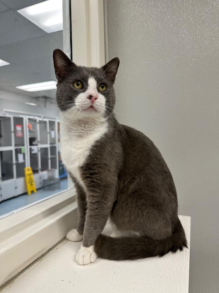 Nautilus, Adoptable, Adult Male Domestic Short Hair & Domestic Short Hair (Gray & White).