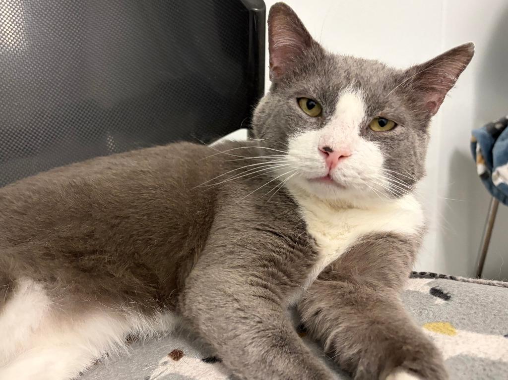 Enlarge Nautilus, a Adoptable mixed breed in Raleigh, NC image 2/3