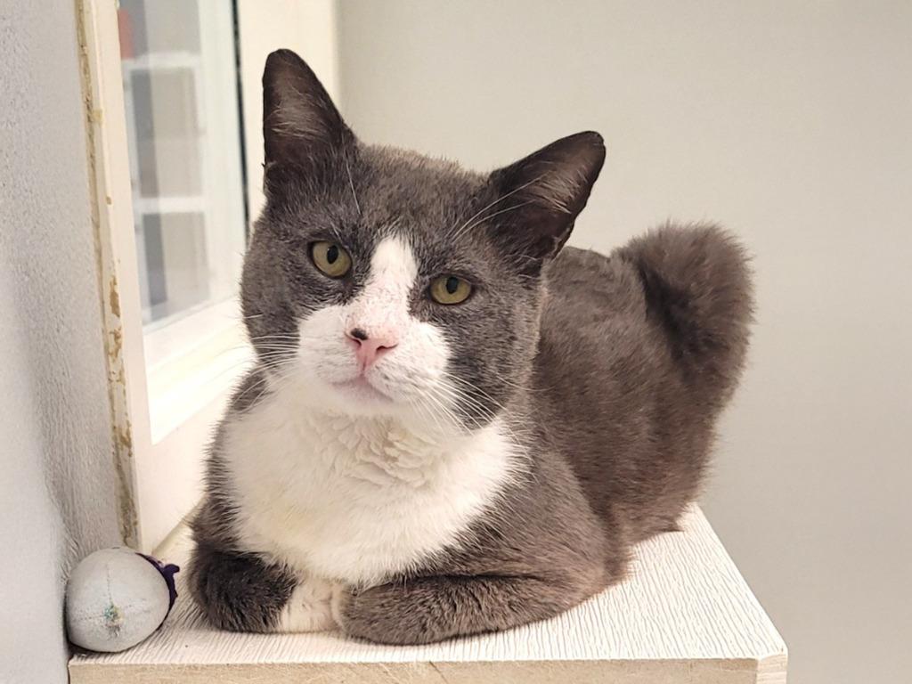 Enlarge Nautilus, a Adoptable mixed breed in Raleigh, NC image 3/3