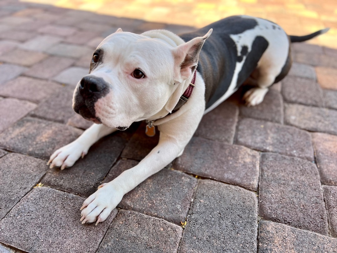 Enlarge Jules, a Adoptable mixed breed in Henderson, NV image 13/15