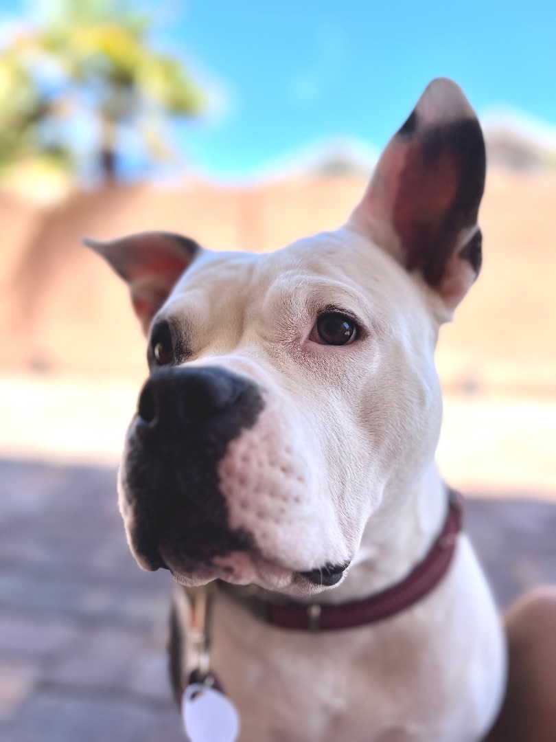 Enlarge Jules, a Adoptable mixed breed in Henderson, NV image 14/15