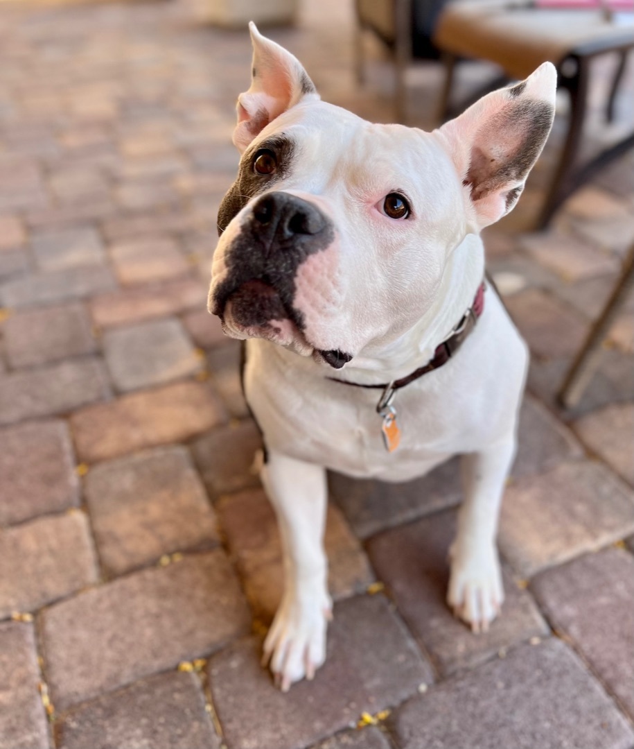 Enlarge Jules, a Adoptable mixed breed in Henderson, NV image 15/15