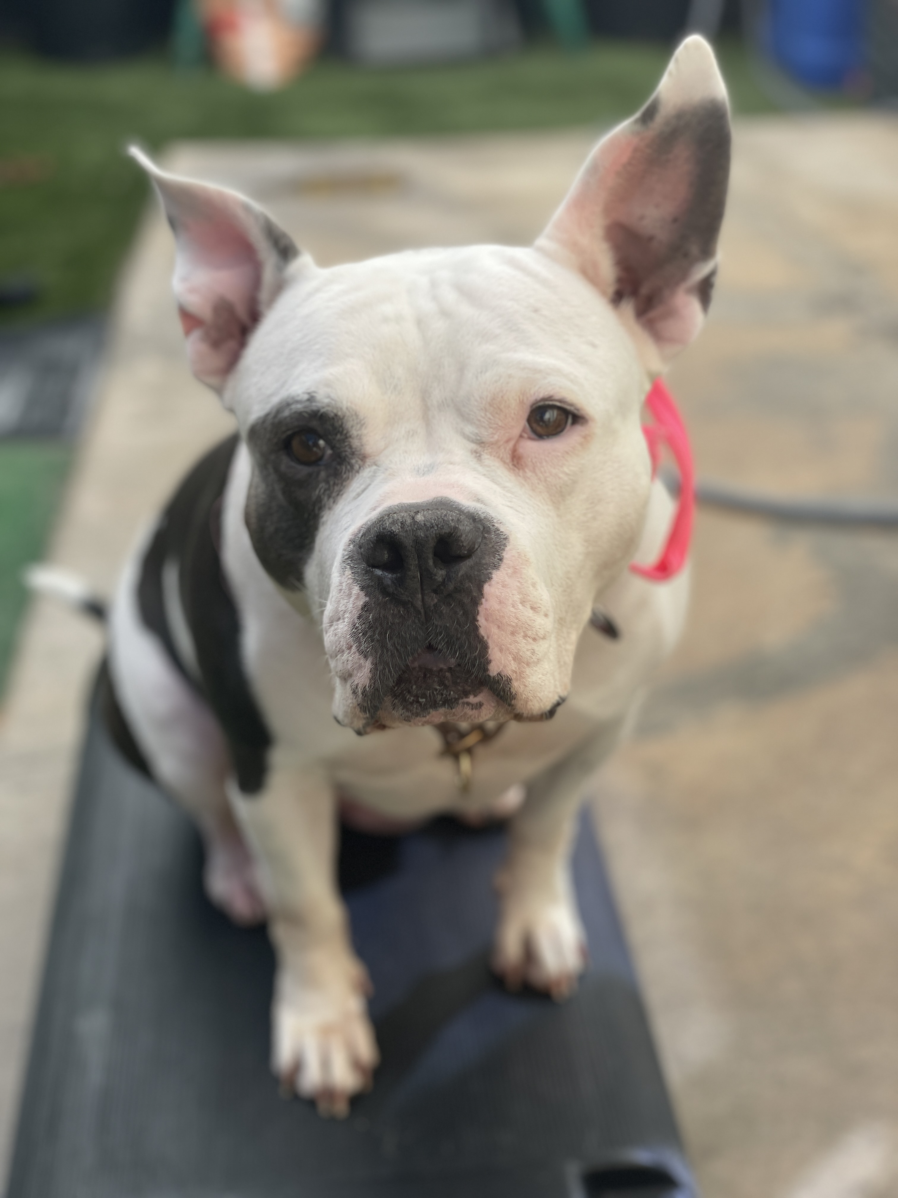 Jules, Adoptable, Adult Female Pit Bull Terrier.