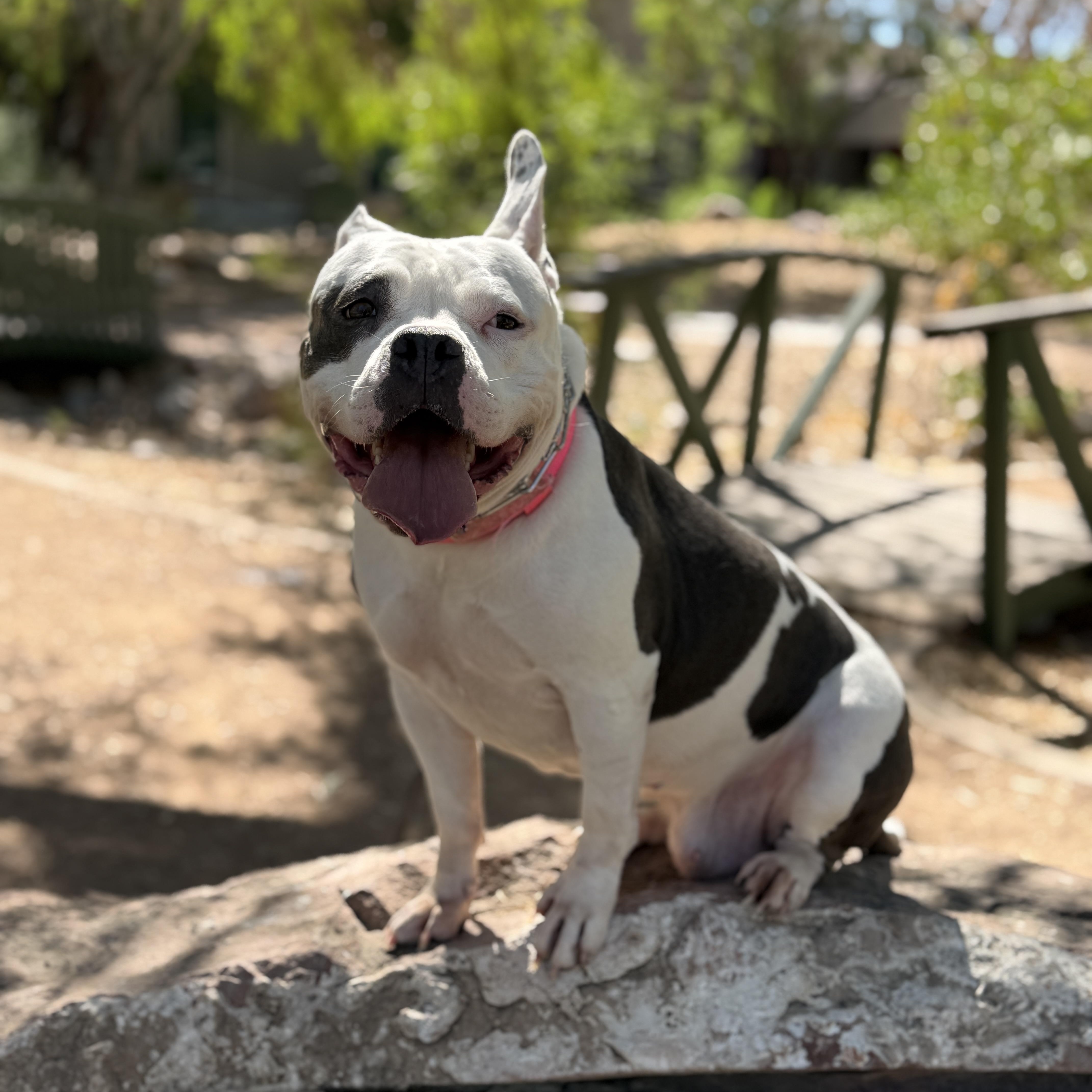 Enlarge Jules, a Adoptable mixed breed in Henderson, NV image 6/6