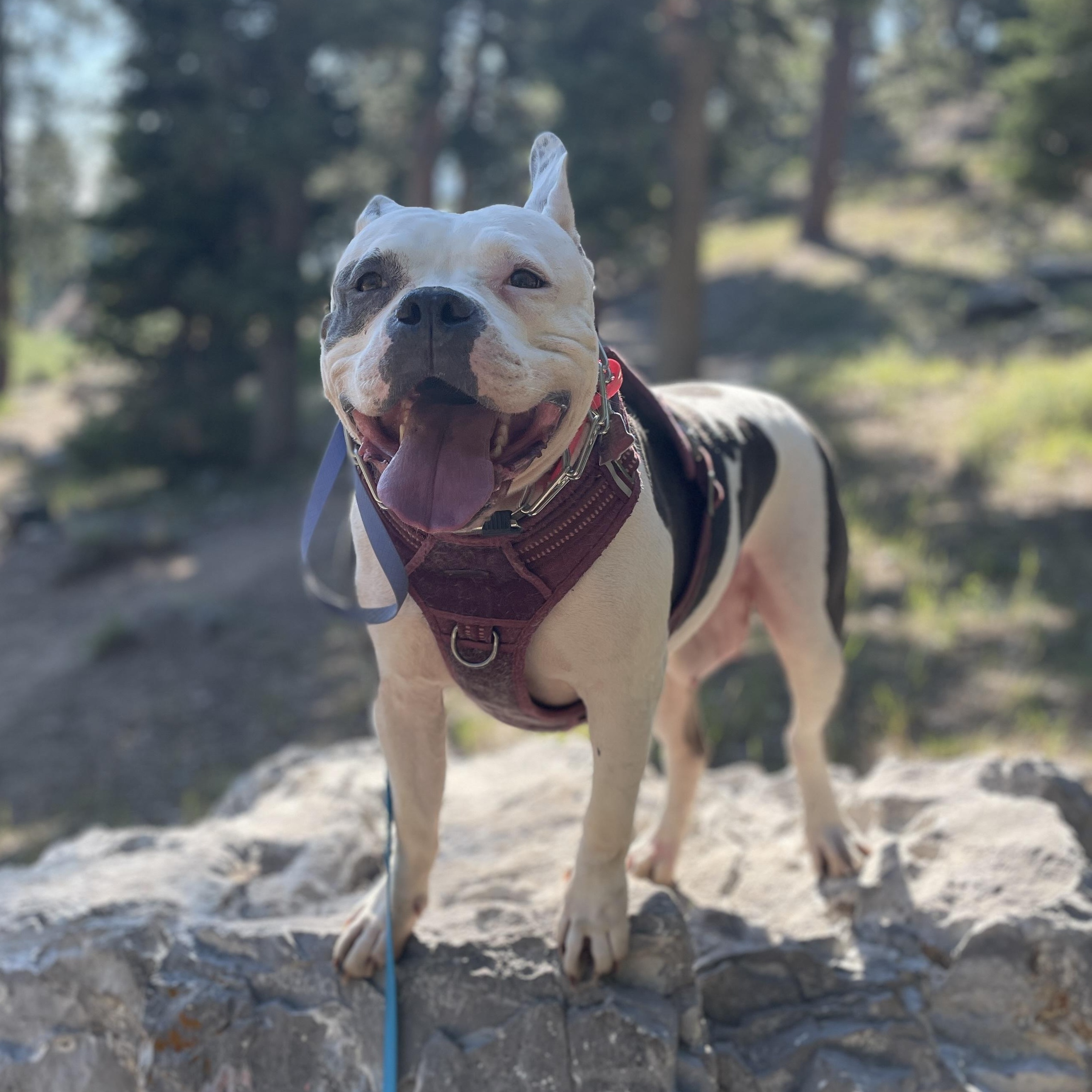 Enlarge Jules, a Adoptable mixed breed in Henderson, NV image 1/6