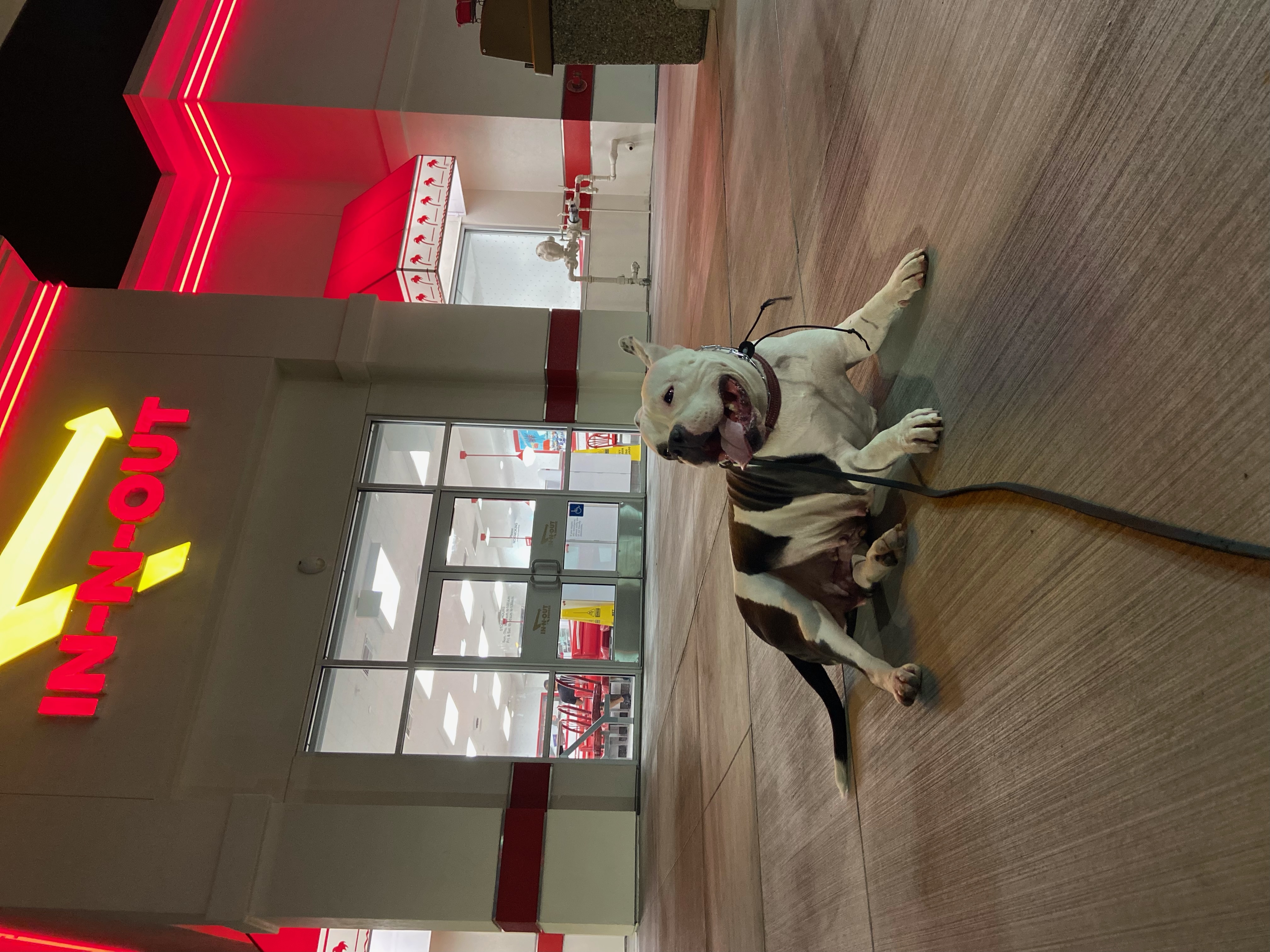 Enlarge Jules, a Adoptable mixed breed in Henderson, NV image 11/15