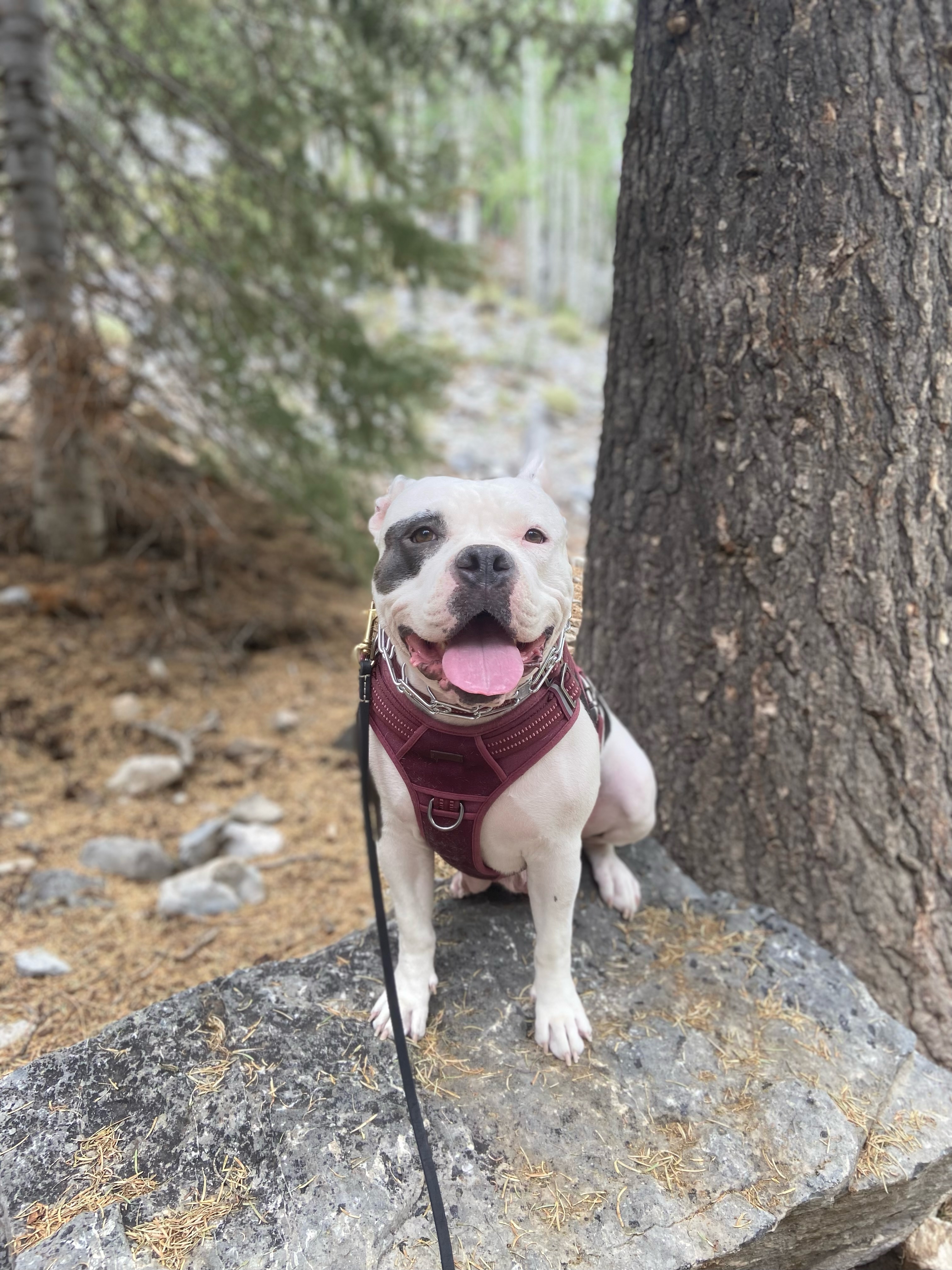 Enlarge Jules, a Adoptable mixed breed in Henderson, NV image 12/15