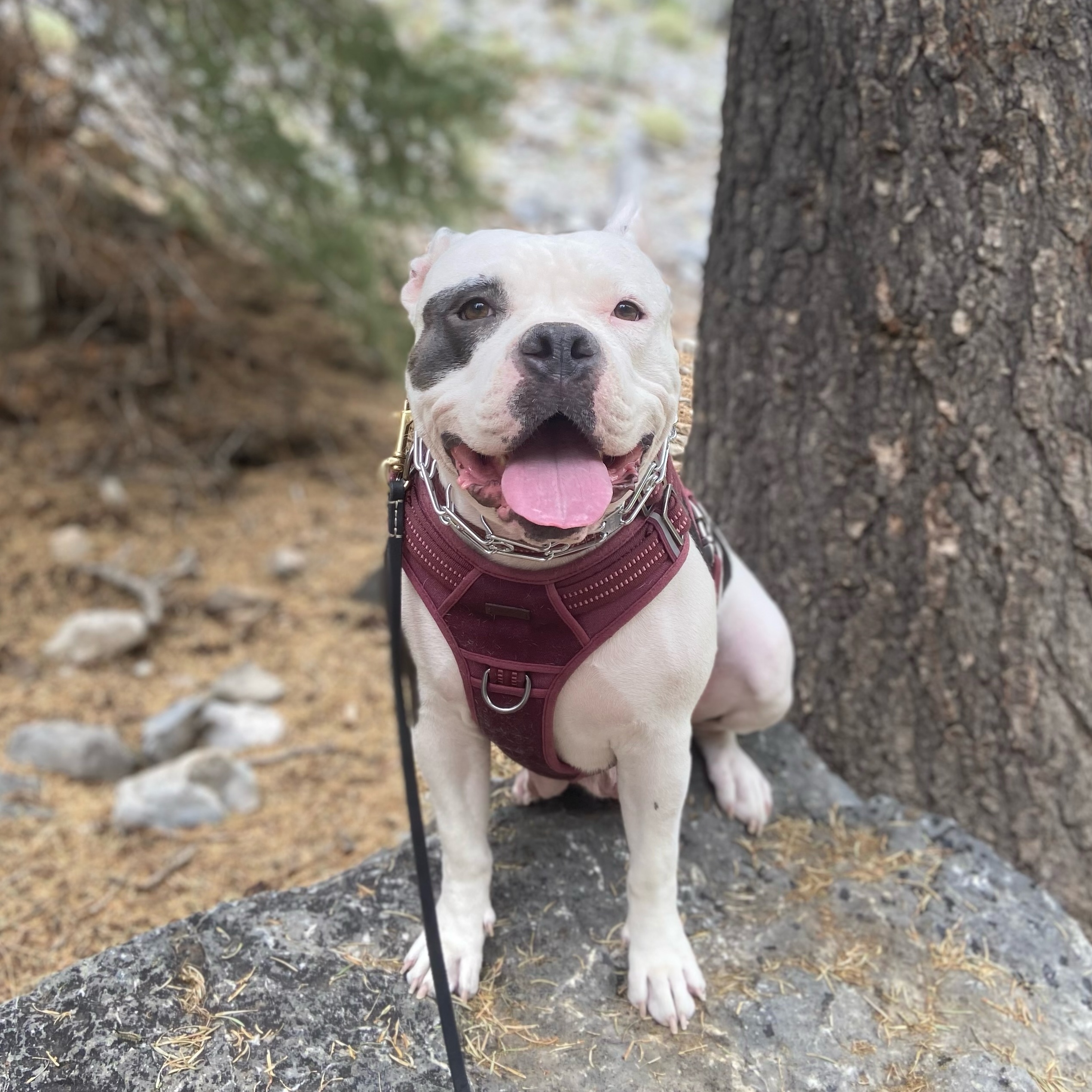 Enlarge Jules, a Adoptable mixed breed in Henderson, NV image 2/6