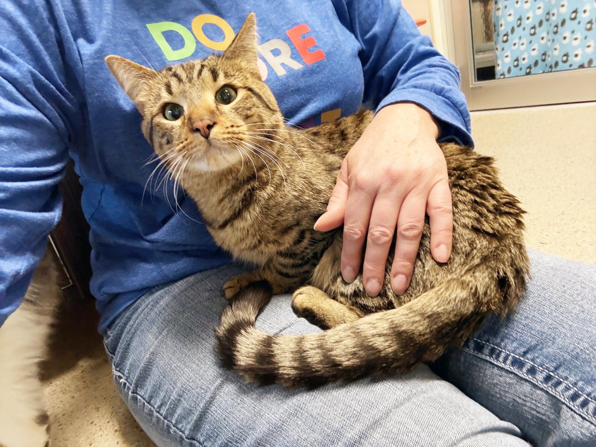 Enlarge Draco - snuggly LAP CAT!, a Adoptable Tabby in Oshkosh, WI image 6/6