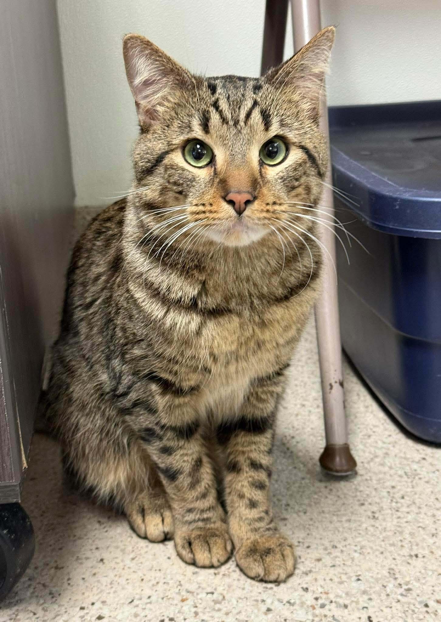 Enlarge Draco - snuggly LAP CAT!, a Adoptable Tabby in Oshkosh, WI image 5/6