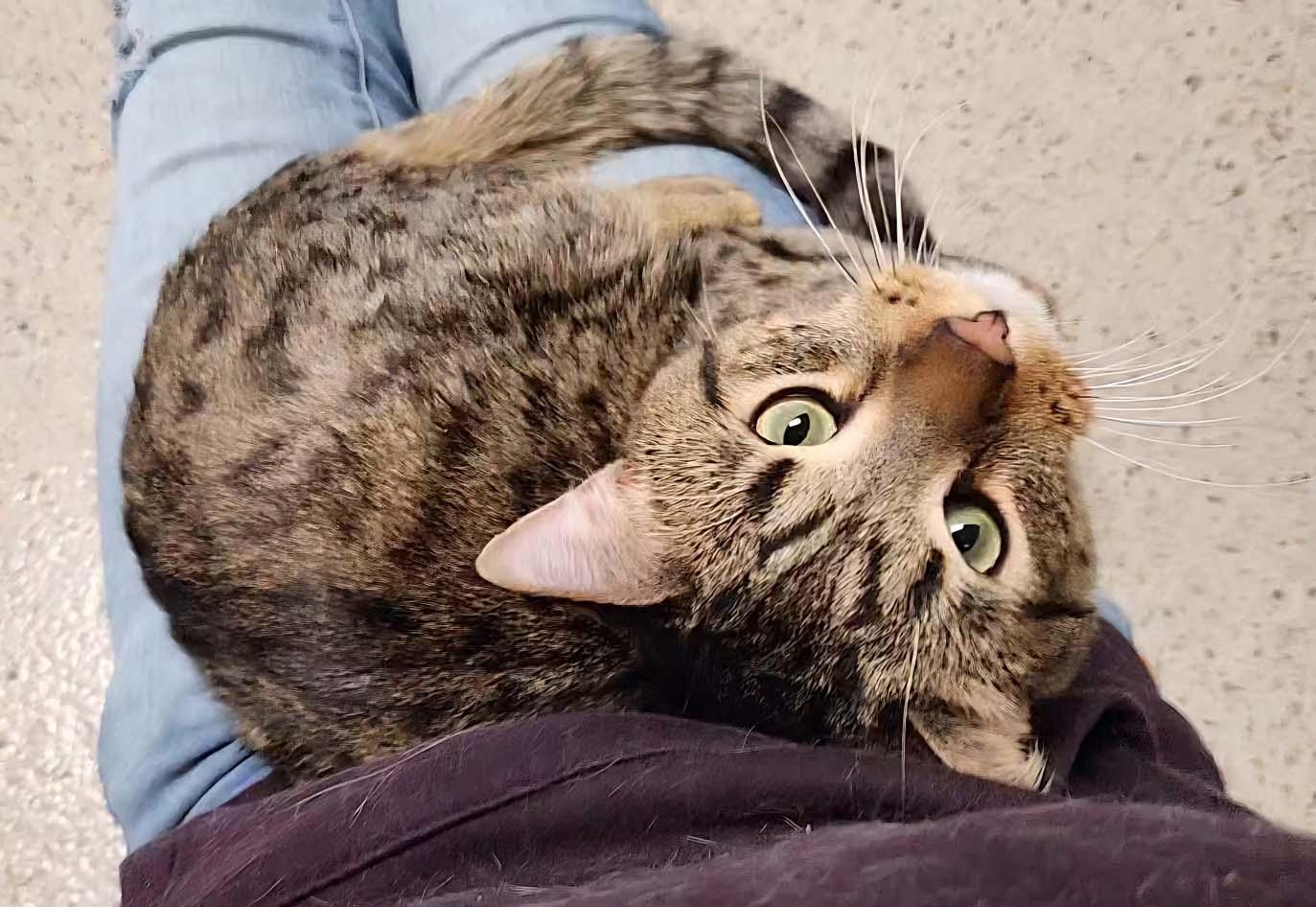 Enlarge Draco - snuggly LAP CAT!, a Adoptable Tabby in Oshkosh, WI image 4/6