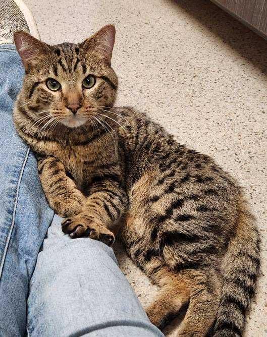 Draco - snuggly LAP CAT!, Adoptable, Young Male Tabby.