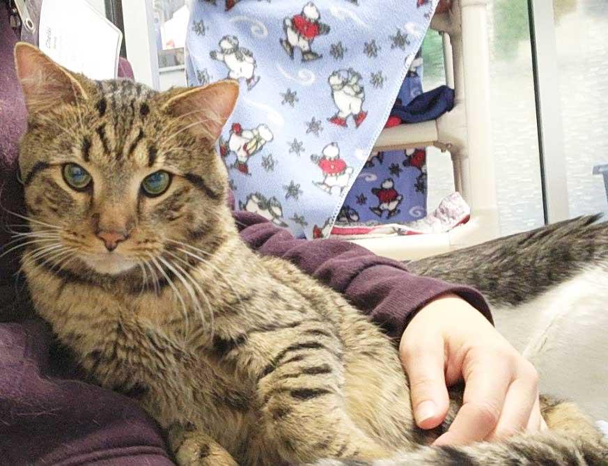 Enlarge Draco - snuggly LAP CAT!, a Adoptable Tabby in Oshkosh, WI image 3/6