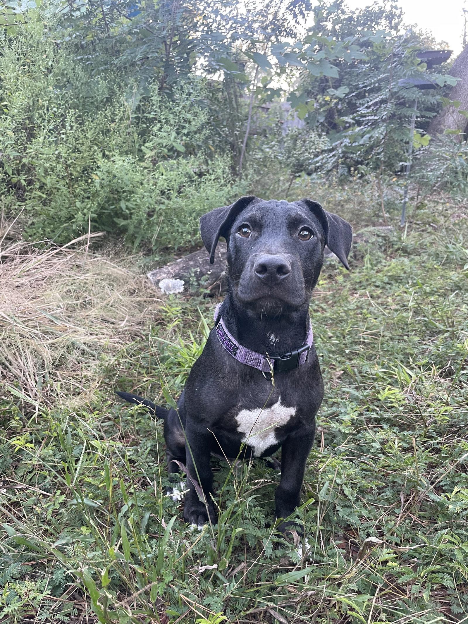 Hawthorne, Adoptable, Puppy Male Mixed Breed.