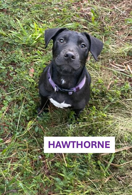 Enlarge Hawthorne, a Adoptable Mixed Breed in Gainesville, FL image 2/3