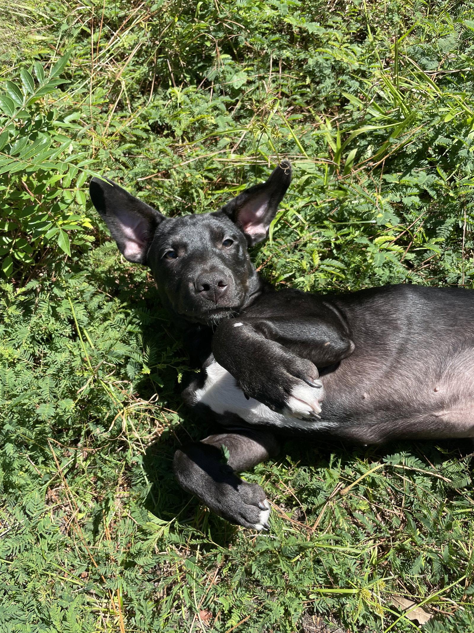 Enlarge Hawthorne, a Adoptable Mixed Breed in Gainesville, FL image 3/3
