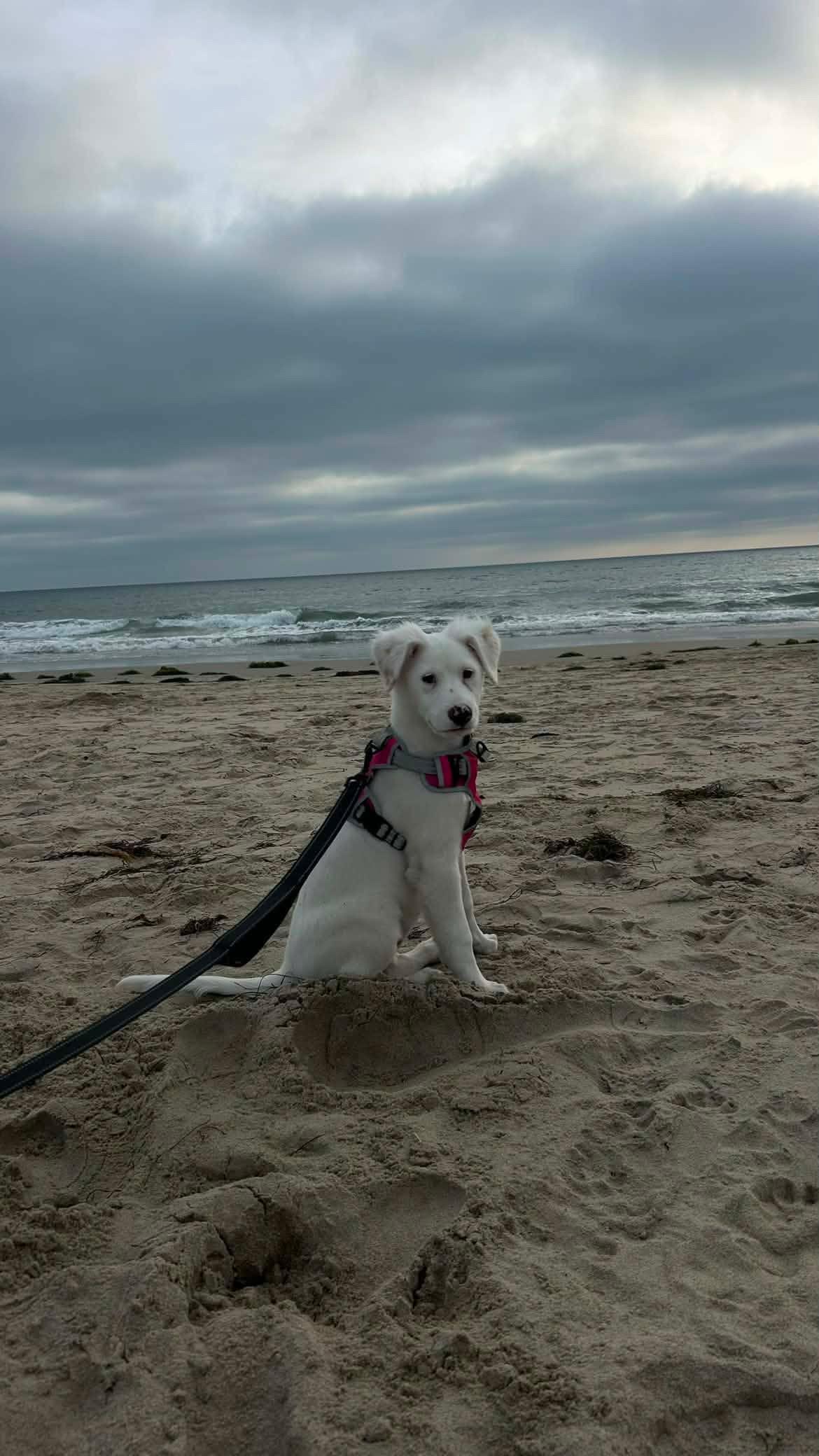 Essie, an adopted mixed breed in San Diego, CA image 3/6