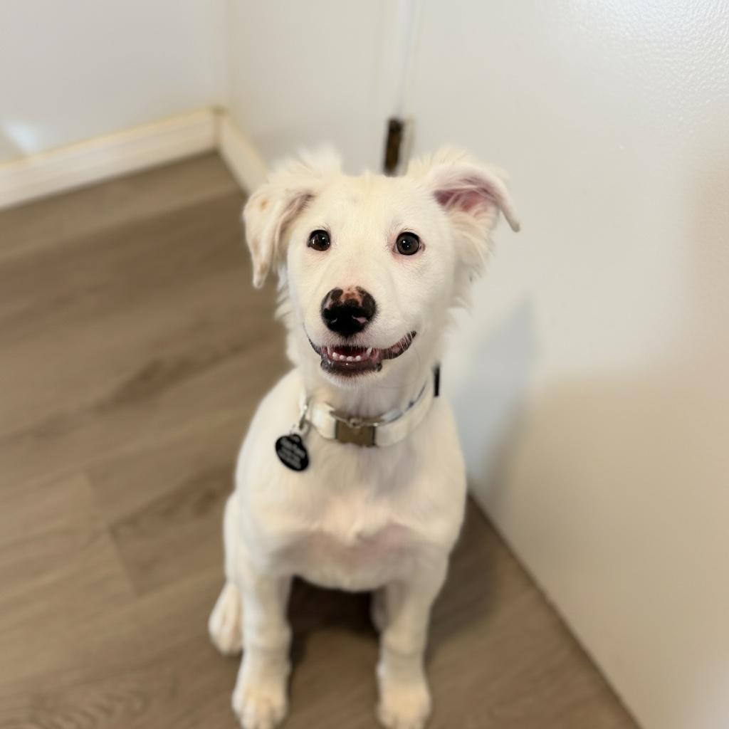 Essie, adopted, Puppy Female Border Collie & Golden Retriever.
