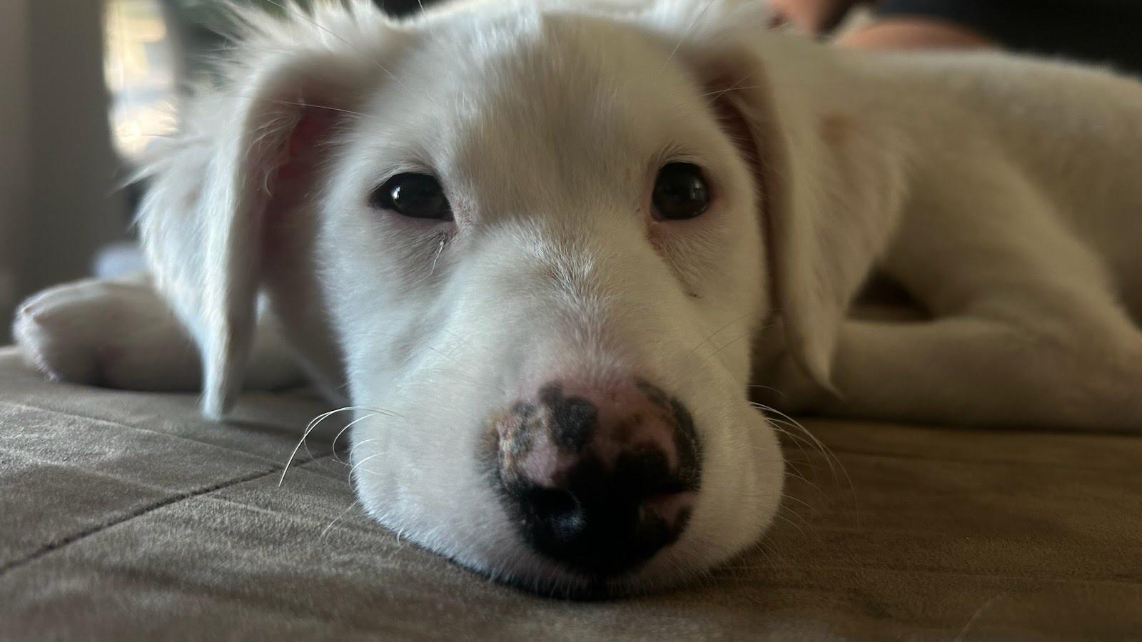 Essie, an adopted mixed breed in San Diego, CA image 4/6