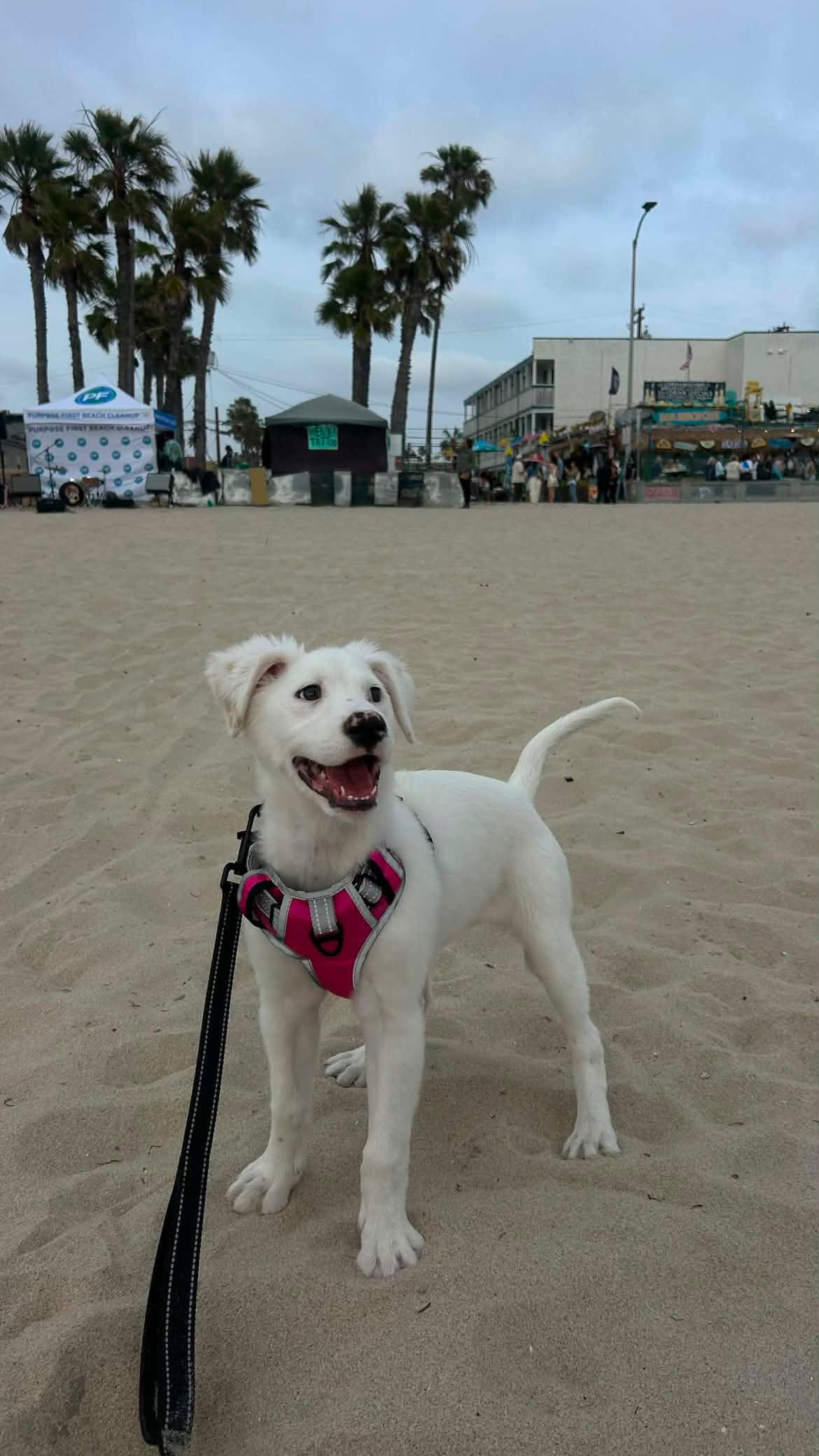 Essie, an adopted mixed breed in San Diego, CA image 2/6