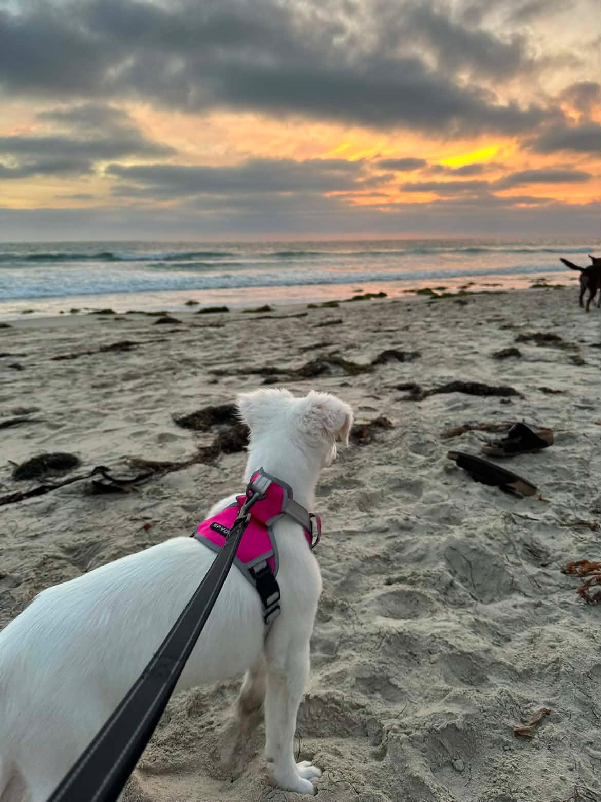 Essie, an adopted mixed breed in San Diego, CA image 6/6