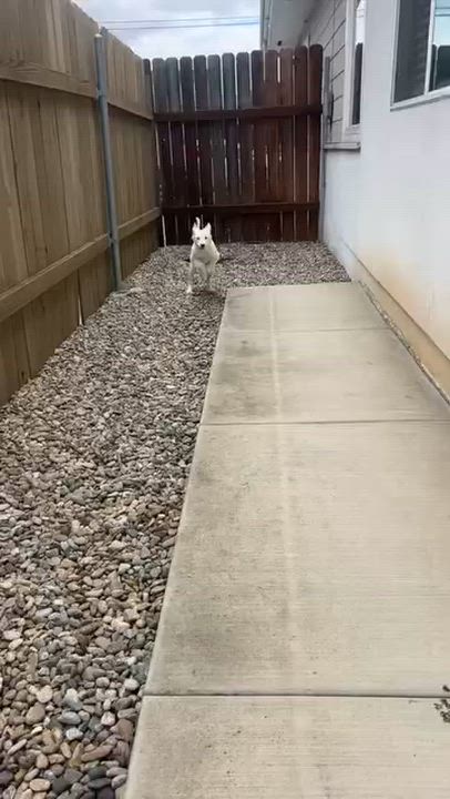 Enlarge Essie, an adopted mixed breed in San Diego, CA video 5/6